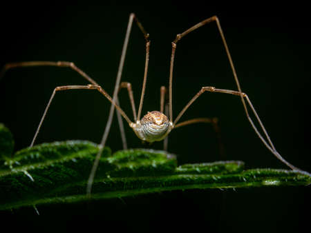 Rear view of the abdomen and delicate legs of a Daddy long-legs spider on a green leaf in close up...