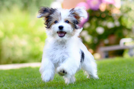 An adorable, happy puppy caught in motion while running on vibrant green grass in summer.の写真素材