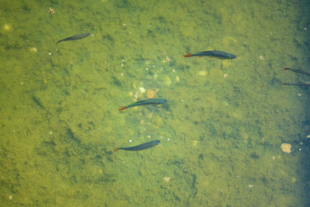 Fish swimming in shallow water in a pond or river viewed from overhead in sunshine