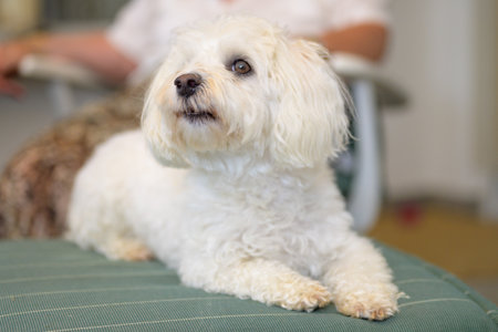 Adorable little white Havanese dog eyeing up the camera as it relaxes indoors at home in a close up...