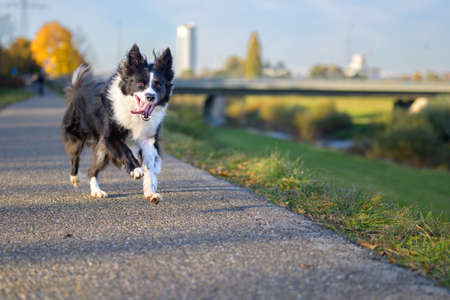 Low angle view of an energetic Border Collie running at speed along a footpath beside a river in warm evening light in a concept of freedom and exerciseの写真素材