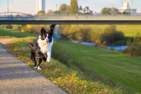 Black and white Border Collie running along a rural footpath bounding towards the camera with tongue lolling outの写真素材