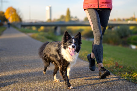 Happy little black and white Border Collie dog enjoying an evening run with its lady owner along a rural footpath in a low angle viewの写真素材