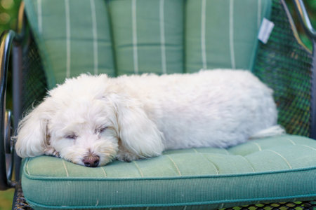 Cute little fluffy white dog sleeping on a chair on a comfortable cushion outdoors in a garden