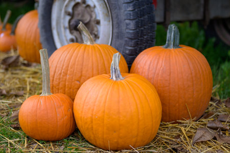 Four orange different Large pumpkins on the ground and in the background the tires of a wagon for autumn harvestの写真素材