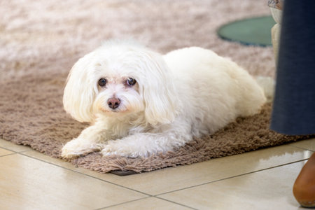 A small, fluffy white dog rests comfortably on a soft brown rug, gazing directly with gentle and...