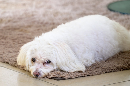 A fluffy white dog lies peacefully on a soft brown carpet, gazing gently with relaxed eyes.の写真素材