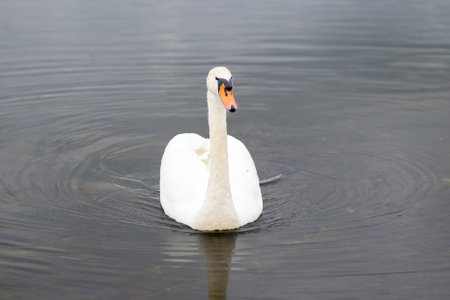 A solitary swan moves calmly across the surface of the lake, creating gentle ripples in the still water.の写真素材