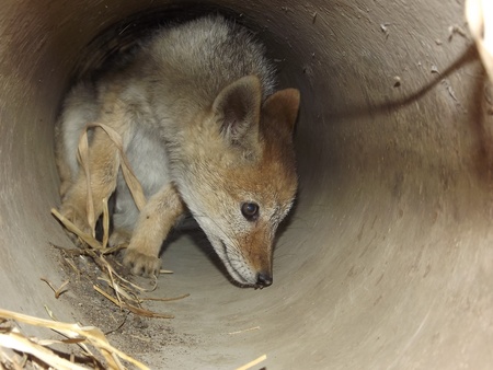 Black back Jackal