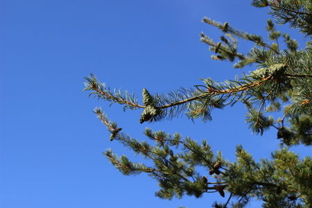 green pine branches on blue sky backgroundの写真素材