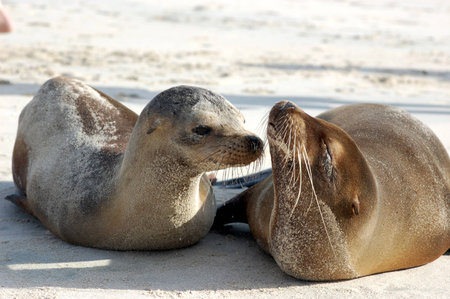 Baby sea lion with mom at Cerro Brujo, San Cristobal Island,Galapagosの写真素材