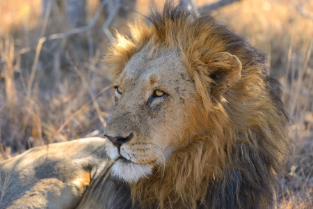 African Male Lion の写真素材