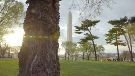 Large Tree in Front of the Washington Monumentの写真素材