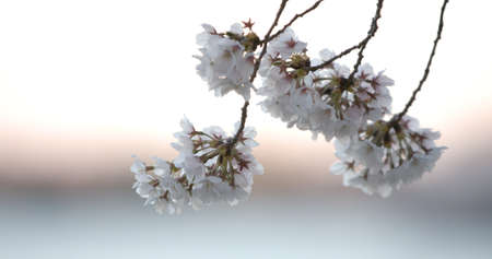 Yoshino Cherry Blossoms Branch in Washington DC at the Tidal Basin Over the Water at Dusk Closeupの写真素材