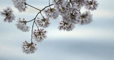 Yoshino Cherry Blossoms Branch in Washington DC at the Tidal Basin Over the Water at Duskの写真素材