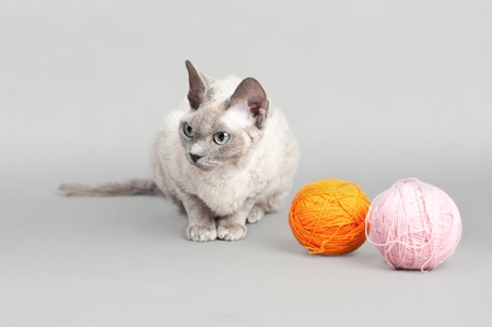 Devon Rex cat on gray background, with colorful woolの写真素材