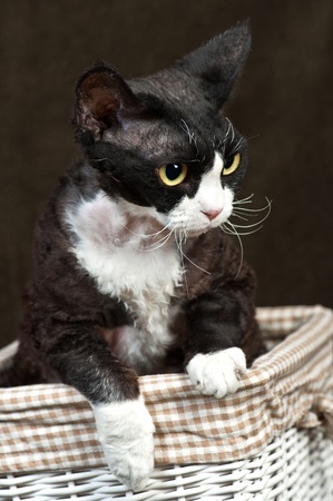 Brown Devon Rex cat in a basket, on brown background