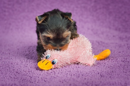 Yorkshire terrier puppy with a toy, on purple backgroundの写真素材