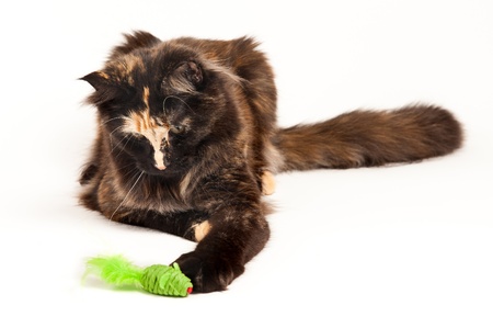 Main Coon with a green mouse toyの写真素材
