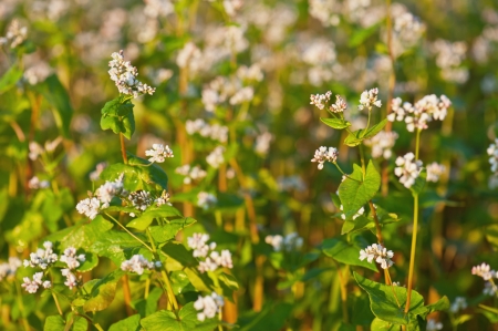 Buckwheat with white flowersの写真素材