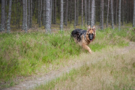 6-month-old German Shephard puppy