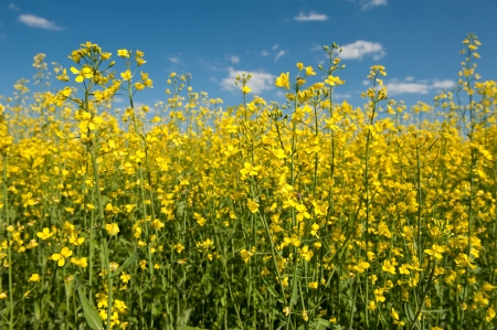 Oilseed rape canola with blue skyの写真素材