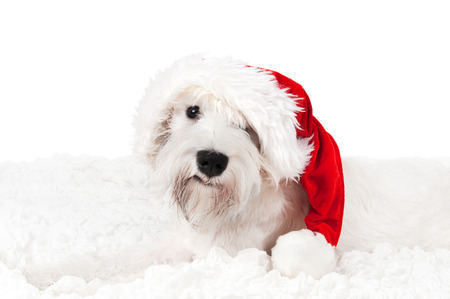 White miniature schnauzer in Santa