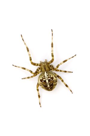 Garden Spider - Araneus Diadematus on the white background