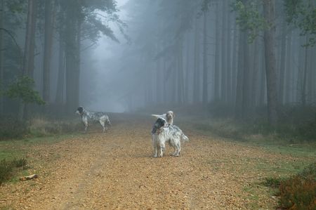 Dogs in fogy forest - Bramshill Forest near Crowthorne in Berkshire which is favorite place for cyclists and dogs walkiesの写真素材