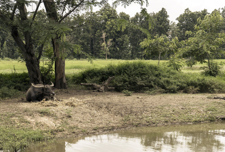 Buffalo stay in water marshの写真素材