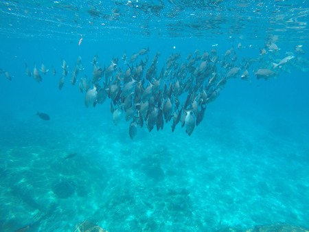 crowded fish in andaman sea