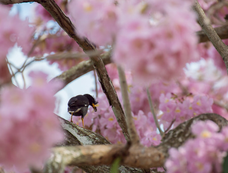 white-vented myna with wild himalayan cherry blossomの写真素材