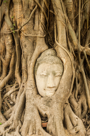 Head of sandstone buddha in tree root at Ayuthaya Thailandの写真素材