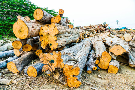 logの写真素材