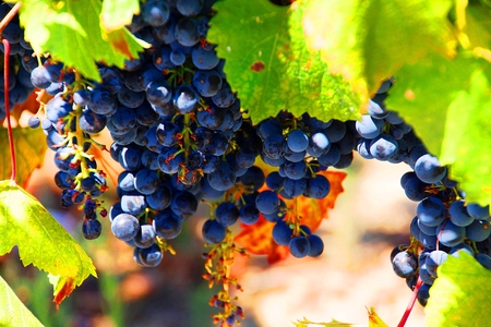 Grapes growing on a vine