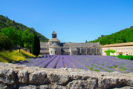 Provence, Senanque Abbey and lavender fields in bloomの写真素材