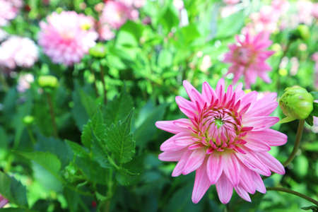 Close-up of Aster flower sweet pink with green background.