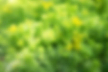 Blurred green natural abstract backgroundの写真素材
