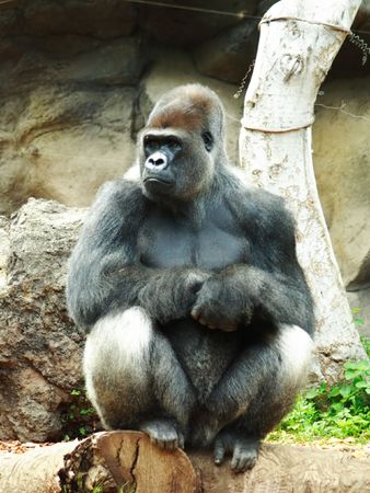 Silverback Gorilla