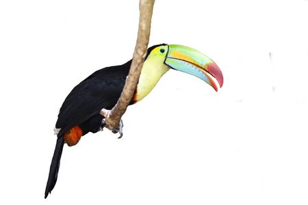 Toucan isolated on whiteの写真素材