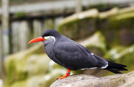 A male Inca Tern, Larosterna Incaの写真素材