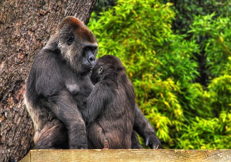 An HDR image of a mother and baby gorilla looking tenderly into eack others eyesの写真素材