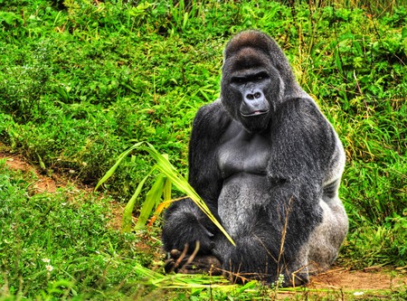 An HDR image of a male silver back gorilla sitting holding a piece of vegetationの写真素材