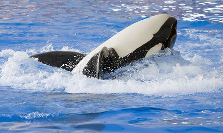 A killer whale, Orcinus Orca, rolling on its back