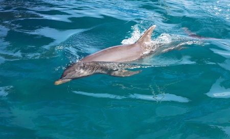 A wild bottlenose dolphin (Turisops Truncatus) surfacing in clear water