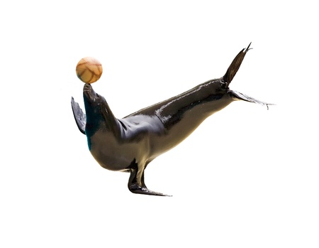 A californian Sea lion (Zalophus californianus) balancing a ball isolated on whiteの写真素材