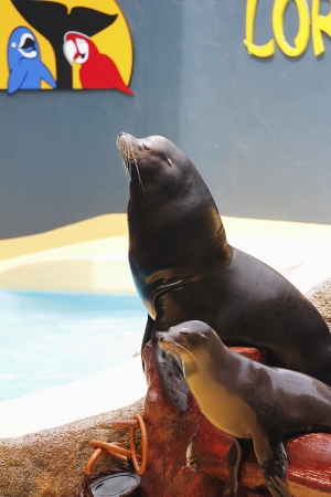 PUERTO DE LA CRUZ, TENERIFE - JULY 4: Sealion show in the Loro Parque, which is now Tenerifeのeditorial素材