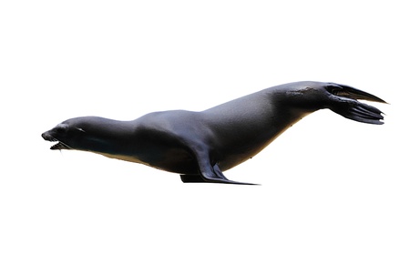 A californian sealion  zalophus californianus  standing on its front flippers isolated on whiteの写真素材