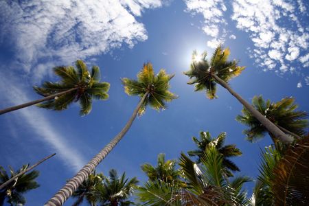 Sunny palms