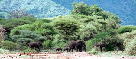 Elephants in africaの写真素材